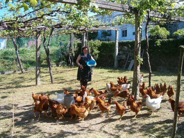 France, Grippe aviaire : Industrialisation forcée de l’élevage fermier